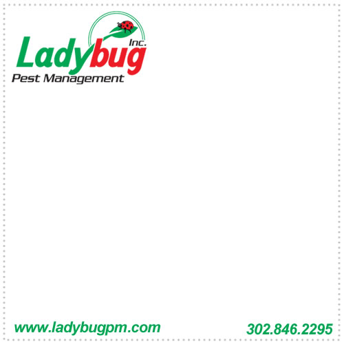 Pest Management Coupon