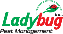 Lady Bug Pest Management