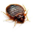 Bed Bug Adult