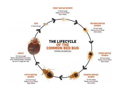 Bed Bug Life Cycle