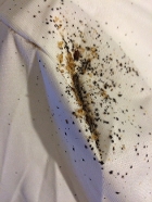 BED BUG SPOTTING - WHAT TO LOOK FOR