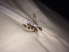 Bed bugs on a mattress encasement