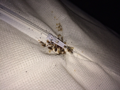 Bed bugs and spotting
