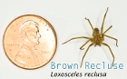 Brown Recluse Spider