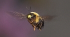 Bumble Bee Flying