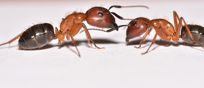 Carpenter Ants - Very Destructive