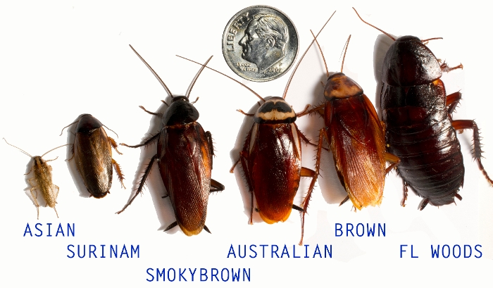 Cockroaches with Labels