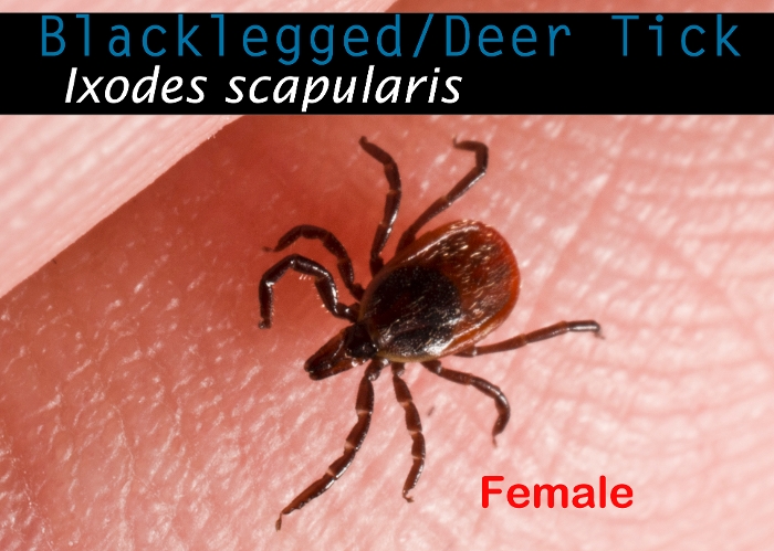 Deer Tick on Skin