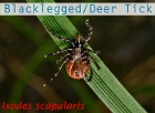 Deer Tick