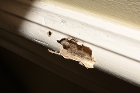 Evidence of Termites