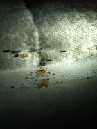Evidence of Bed Bugs
