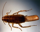 German Cockroach with Egg Sac