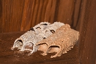 Mud Dauber Nests