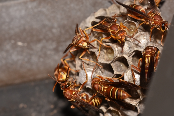 Paper Wasp Group