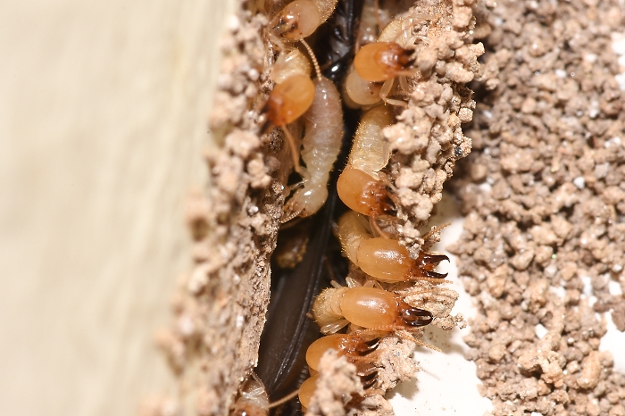 Termite Workers
