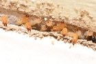 Termites Eating through Wood