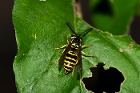 Yellow Jacket on Leaf