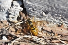 Yellow Jacket